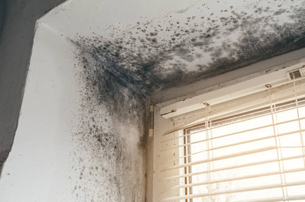 Affordable Mold Cleanup solutions in Weston, NJ